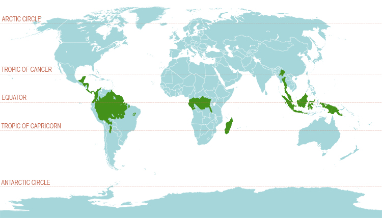 This is why tropical rainforests are found within 1000km (650 miles) either side of the equator.